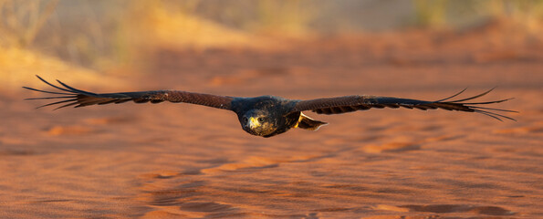 the harris's hawk also known as the bay-winged hawk or dusky hawk in the arabian desert in united ar