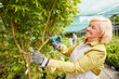 Gardener pruning for plant care