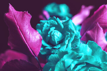 Poster - Beautiful fresh roses. Plants texture for designers. Close up of a bush of flower.  Aquamarine Plants pattern. Macro photography view.