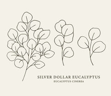 Line Art Silver Dollar Eucalyptus Drawing