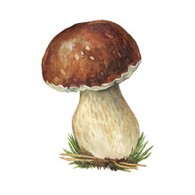 Boletus Edulis Mushroom With Brown Hat (cep, Porcini, King Bolete, Penny Bun). Edible Bolete Wild Mushroom. Watercolor Hand Drawn Painting Illustration Isolated On A White Background.