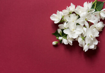 Wall Mural - Beautiful white jasmine flowers on a red background. Flat lay with copy space for the wedding, birthday, party or other celebration.	