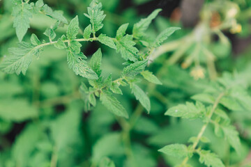 Wall Mural - tomato seedling leaves, young green shoots	