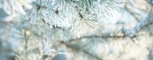 Young Pine Tree Branch With A Cone Covered With Hoarfrost, Needles Close-up. Evergreen Coniferous Forest At Sunset, Soft Light. Winter Wonderland, Christmas, Pure Nature. Graphic Resources, Copy Space