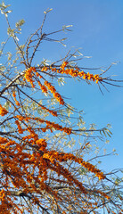 Canvas Print - sea-buckthorn branches with ripe berries against the blue sky