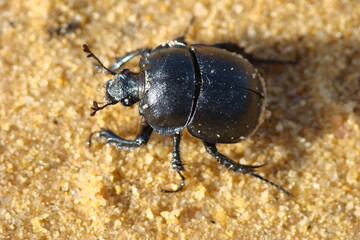 Poster - Beetle (Chelotrupes momus)