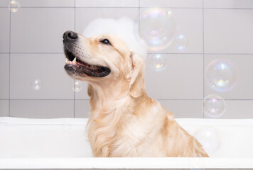 The dog is sitting in a bubble bath with a yellow duckling and soap bubbles. Golden Retriever bathes with bath accessories.