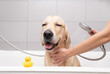 The girl's hands wash the dog in a bubble bath. The groomer washes his golden retriever with a shower