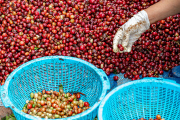 Soft selective focus of fresh raw coffee berries separation with hand work, Worker sorting of red raw coffee beans before proceeding to the next step, Household industry.