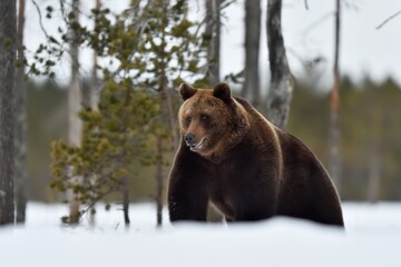 Wall Mural - Brown bear on snow early at spring, powerful pose