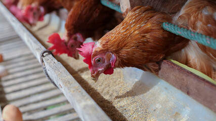 Wall Mural - Chickens breed eggs, The chicken took its head out of the cage to eat. chicken breed in the farm, selective point and blurred background