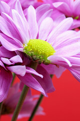 Wall Mural - close-up pink flower on a background