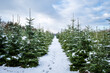 Winter landscape background. A footpath with footprints leads through a tree nursery with small and large snow-covered fir trees. Christmas tree farm on a cloudy winter day.