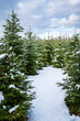 Winter landscape in the background. A footpath in the forest leads to a secret clearing with snow-covered fir trees. Christmas trees grow naturally in winter wonderland.