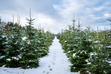 Winter Landscape Background. A Footpath With Footprints Leads Through A Tree Nursery With Small And Large Snow-covered Fir Trees. Christmas Tree Farm On A Cloudy Winter Day.