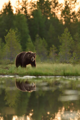 Wall Mural - Brown bear at sunset in the bog with pond