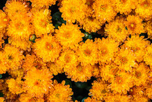 Close Up Of A Group Of Orange Flowers Looking Straight Down At The Blooms In Natural Light.