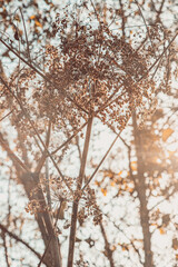 Sticker - flower in autumn in a forest with sun