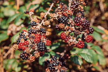 Wall Mural - blackberry bush in the forest