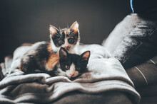 Gattini Che Dormono Insieme Sul Divano Di Casa