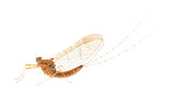 Fototapeta Łazienka - Mayfly isolated on white background, Ephemeroptera sp.