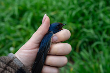 Swallow In Woman's Hands At Close Range