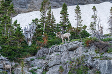 Bighorn Sheep Descending The Mountainside In Glacier National Park