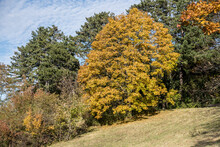 Large Tree In Park At Fall, Stuttgart