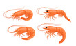 Vector shrimp cartoons collection. Seafood icons
