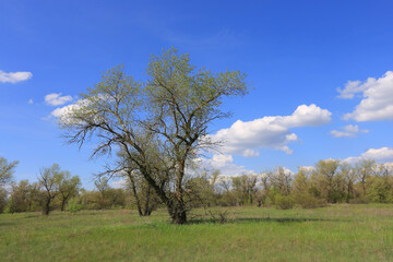 Wall Mural - tree on spring meadow in steppe