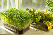 Boxes with microgreen sprouts of sorrel and cilantro on white windowsill. Daylight, sunlight. Side view.