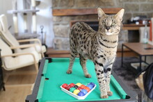 Stunning Savannah Cat With Black Nose With Pool Table