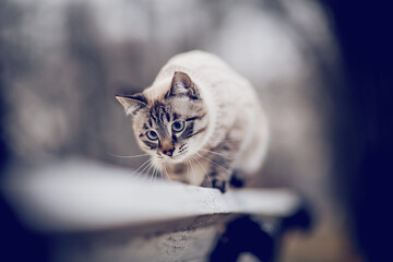 Wall Mural - Portrait of a Thai cat in a sweater on a park bench.