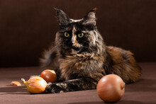 Dark Maincoon Cat Of Turtle Color With Onions