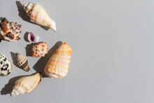 Assorted Seashells On Gray Paper Background 