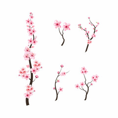 realistic watercolor cherry flower vector. cherry blossom branch with blooming sakura flower. sakura