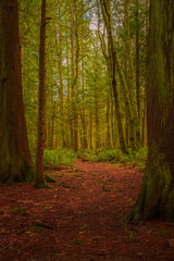 Wall Mural - 2021-11-29 HIKING TRAIL WITH LUSH EVERGREENS AND A FERNS ON COUGAR MOUNTIAN IN ISSAQUAH WASHINGTON