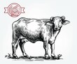 Drawing of a black buffalo. Breeding cattle. Vector illustration isolated on white background