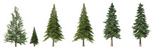 Coniferous Trees On An Isolated Background. Spruce.