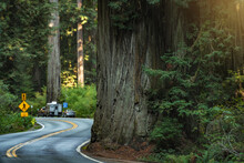 Redwood Highway 101 Northern California USA