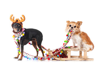 Sticker - miniature pinscher and chihuahua in studio