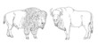 European and american bison drawing. Digital template for coloring with wisent and bison.	