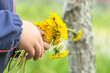 A bouquet of dandelions in the hands of a child. A girl holds spring yellow flowers for a gift to her mother on Mother's Day.