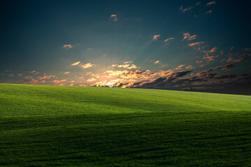 Wall Mural - Green field and beautiful sunset