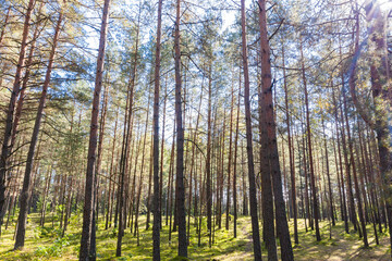 Wall Mural - A summer pine forest landscape