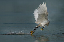 An Egret Catching Fish In The Pond , Wildlife Photography Of Egret With Preyed Fish  