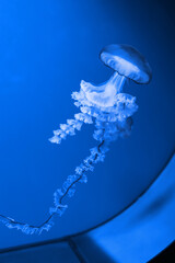 Wall Mural - Bright blue jellyfish swimming in an aquarium.