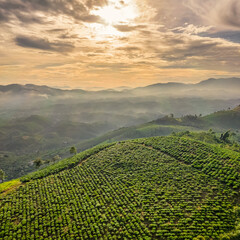 Wall Mural - The tea plantations background, tea leaves in tea plantation , Tea plantations in morning light, Bao Loc, Lam Dong, Vietnam