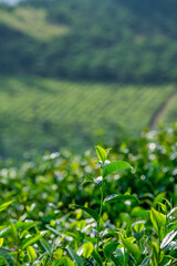 Wall Mural - The tea plantations background, tea leaves in tea plantation , Tea plantations in morning light, Bao Loc, Lam Dong, Vietnam