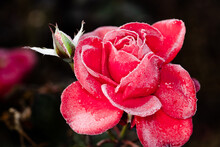 Red Rose With Water Drops Frost
